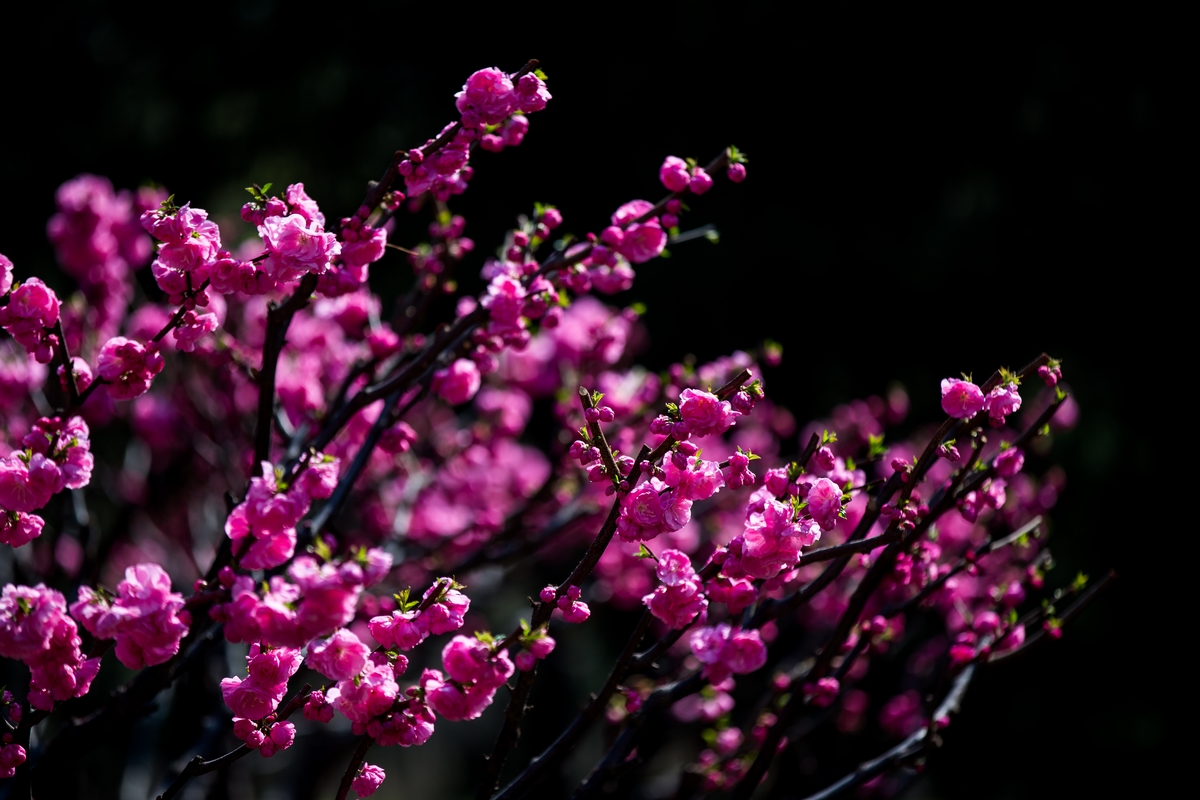 PG电子·仿照器(试玩游戏)官方网站